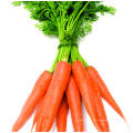 Chinesische neue Ernte frischen Karotten /Fresh Karotte PE